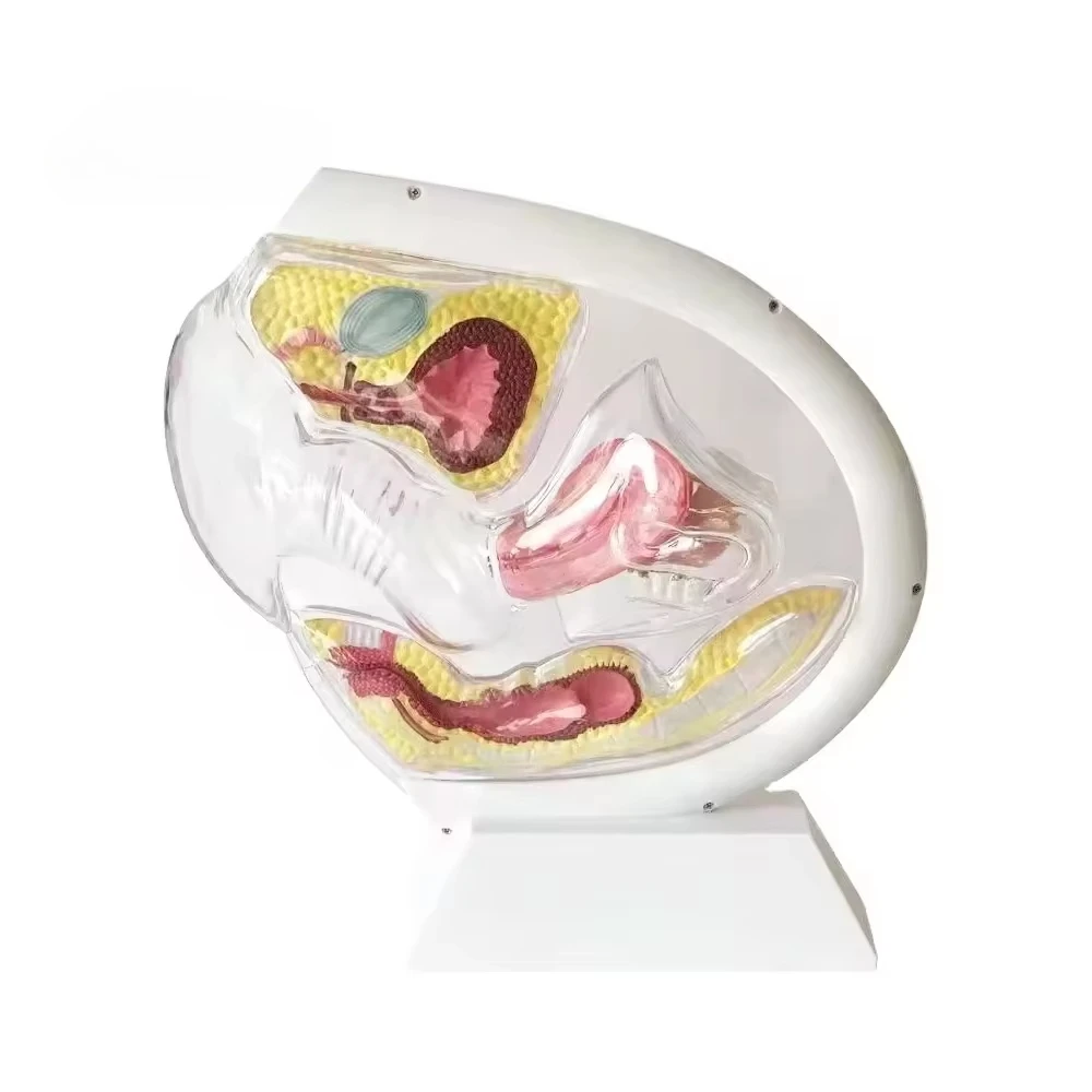 Hot Selling Plastic Mold Female Transparent Uterus Model Teaching Demonstration Mannequin