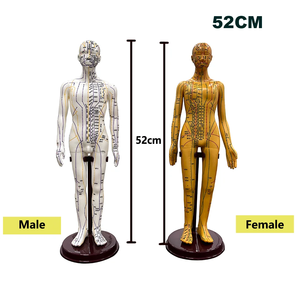 52CM Adult Human Body Acupuncture Model Chinese Medicine Man/Woman Meridians Models Teaching Medical Education Tool Home Decor