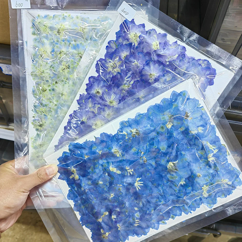

100Pcs Real Flower Specimens of *Dodonaea* Plant, Pressed Dried Flowers for DIY Decoration, Real Flowers for Handmade Resin Photo Frame Floral Materials Mixed Pack