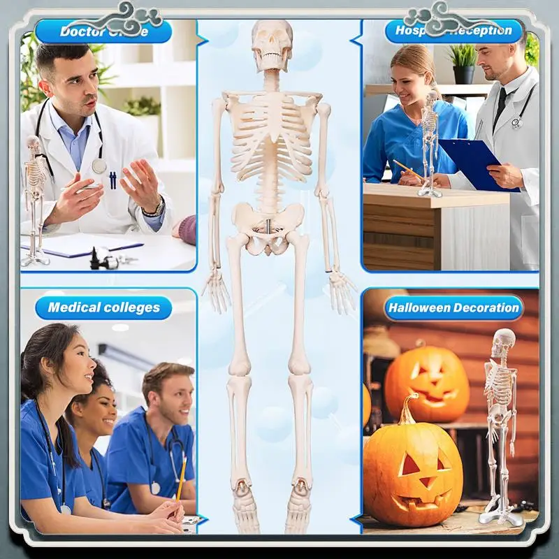 قسط 45 سنتيمتر تشريح الإنسان الهيكل العظمي نموذج ملصق تعلم المعونة تشريح نموذج الهيكل العظمي البشري