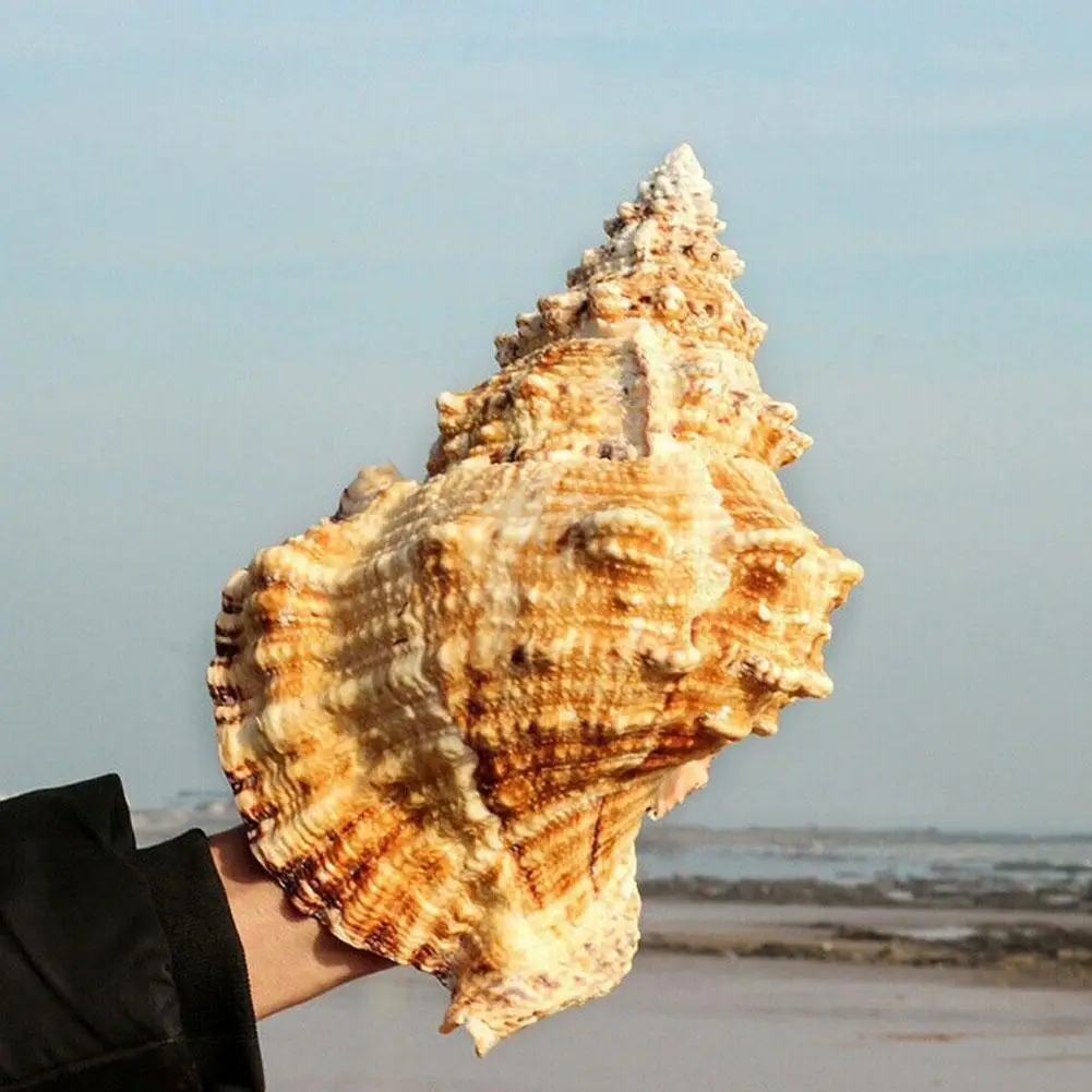 Big Conch Shell Furnishing Marine Decoration Sea Conch Ornaments Natural Shell Wedding Great Party Gift Decoration Festival U7V6