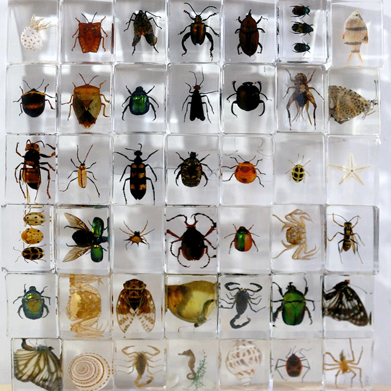 Imagem -02 - Insect Specimen Bugs Collection Paperpesos Arachnid Spec Decoração Acessórios para Casa Random Random 20 Pcs a Lot