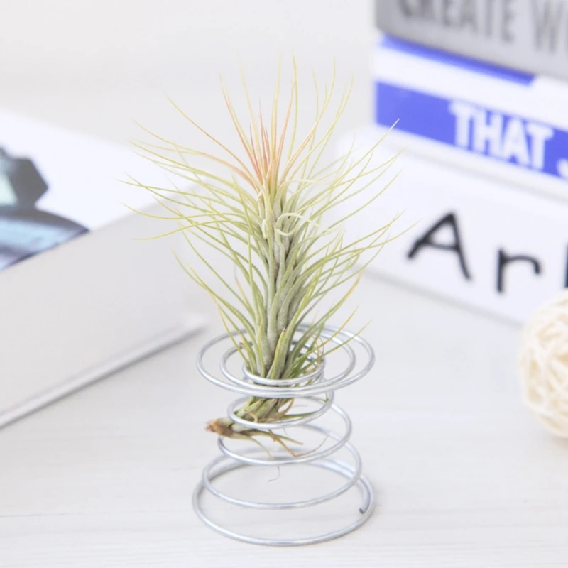 Air Plant Spring Wire Tabletop Tillandsia Holder Đồ trang trí làm vườn thu nhỏ