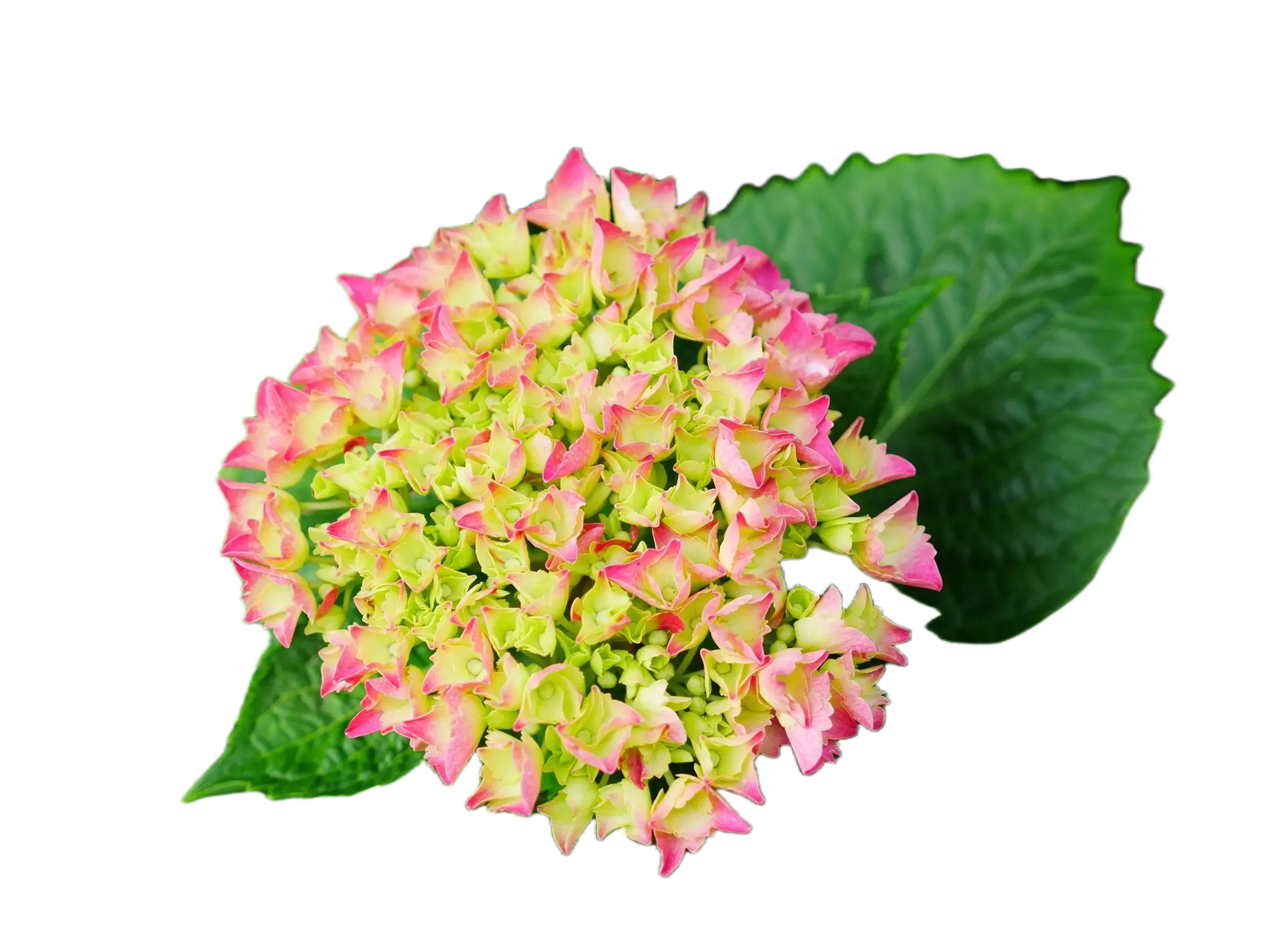 2pcs Hydrangea Leaf Silicone Molds 3D Fondant Flower Cook Wedding Decoration Baking Sugar Craft Moulds Clay Petal DIY Cake M2976