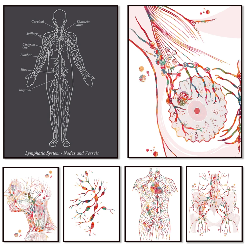Sentinel lymph node anatomy diagram, mammary lymph nodes drawing, pelvic and inguinal lymph nodes, lymphatic system art poster