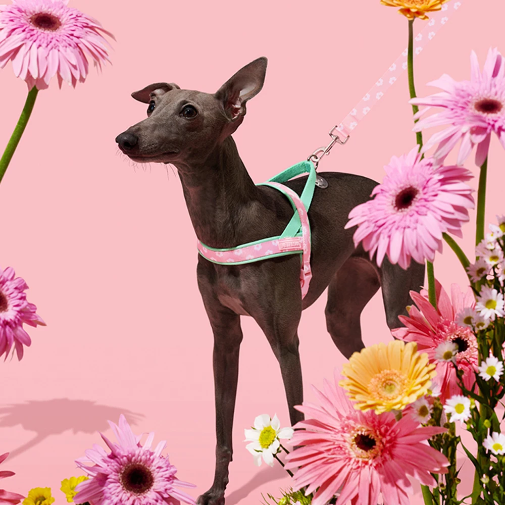 Luxury Pet Chest Strap Tractio - Headcollar Rope Set ulasan dan harga