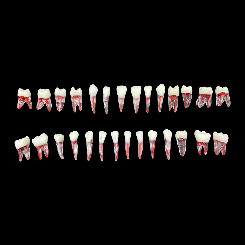 1Pc Endodontic Teeth Model Dental Practice Root Canal Model Block Dentistry RCT Pulp Cavity Endo Teeth Training Teaching Study