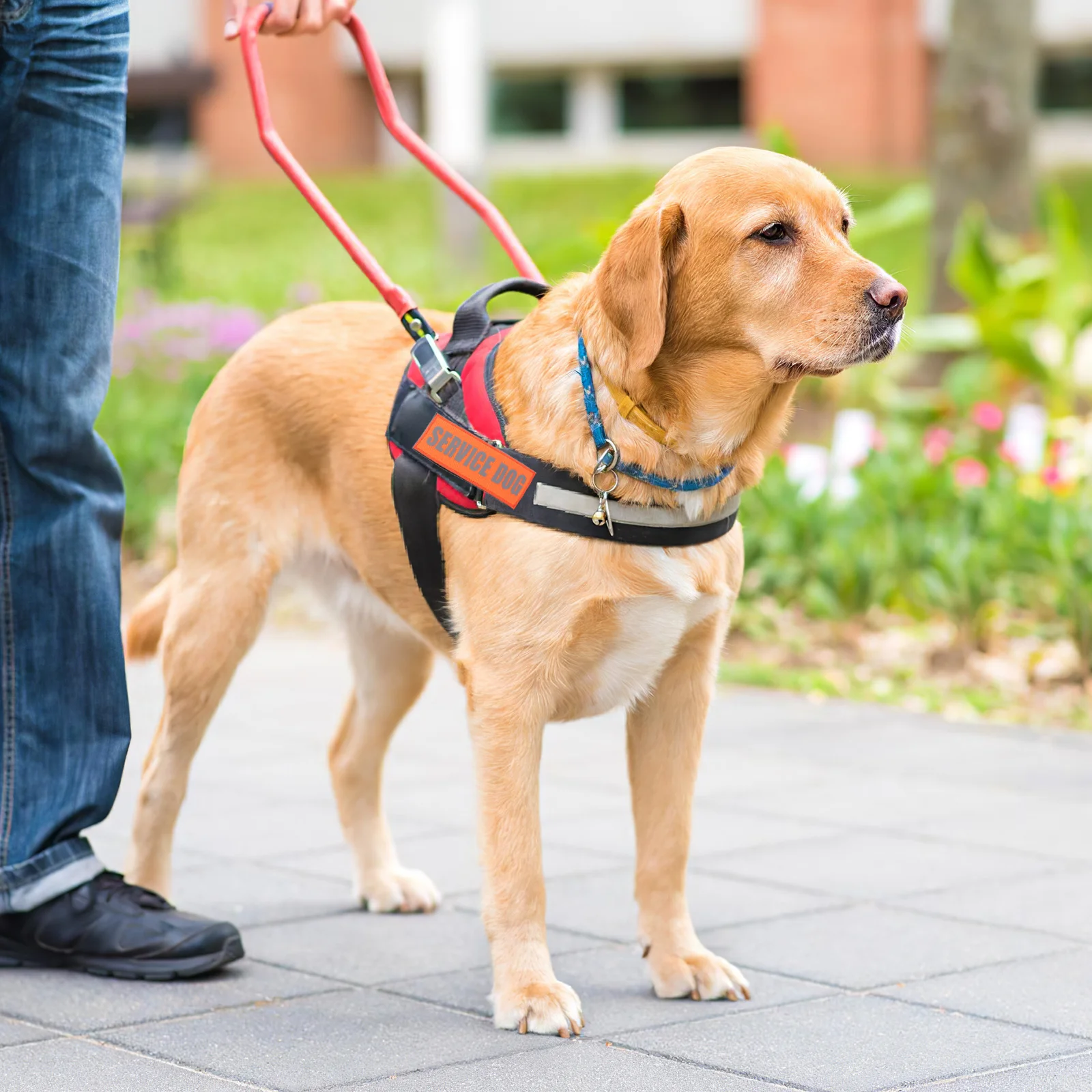 

2Pcs Service Dog Patches Reflective Removable Vest Tags for Working Dog Harness High Visibility Safety Training Outdoor Use