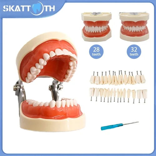 Modelo de 28/32 dientes, modelo de enseñanza Dental, modelo de dientes Typodont de goma suave, modelo de demostración de entrenamiento de práctica de técnico de dentista