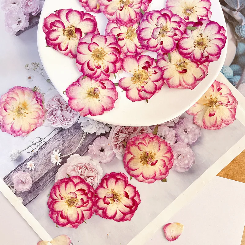 Double Color Rose Flower for Card Decoration, Press Flower Art, Free Shipping, 1000 Pcs