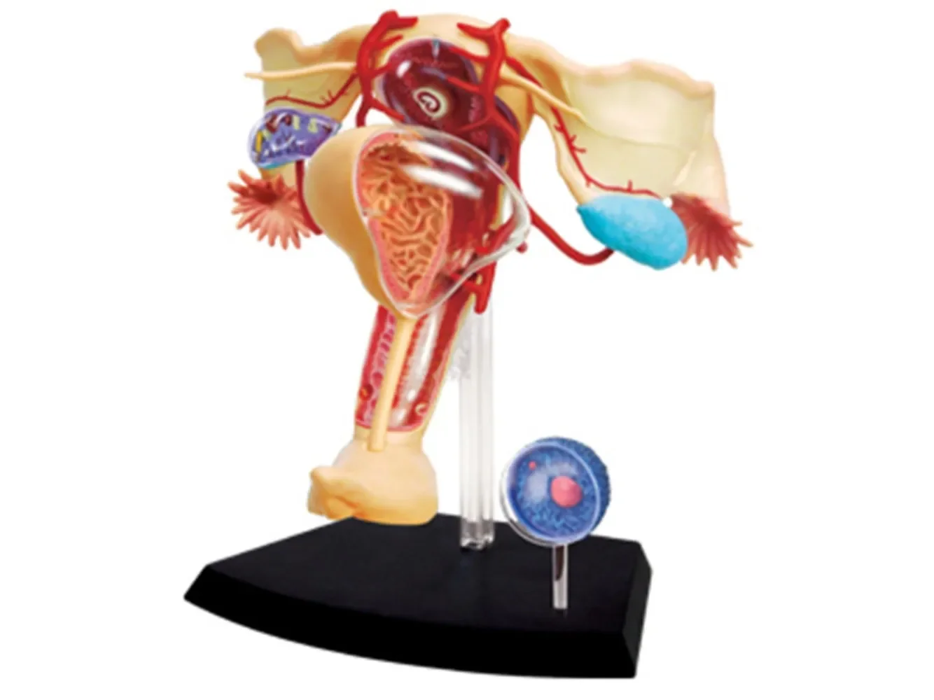 1:1 Female Reproductive System 4D Assembling Toy Perspective Bone Anatomy Model Transparent Skeleton Model