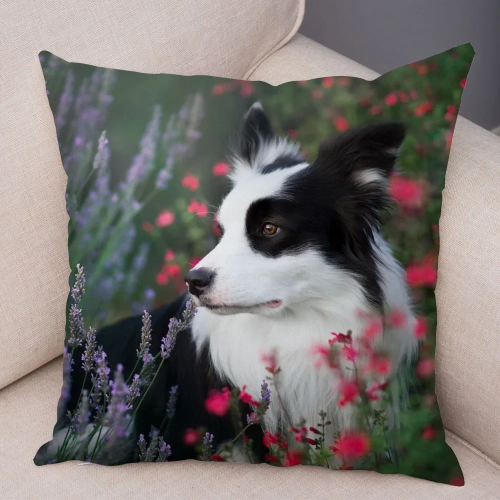 Cute Scottish Border Collie Pillowcase Dog Print  Decor Pet Animal Cushion Cover Sofa