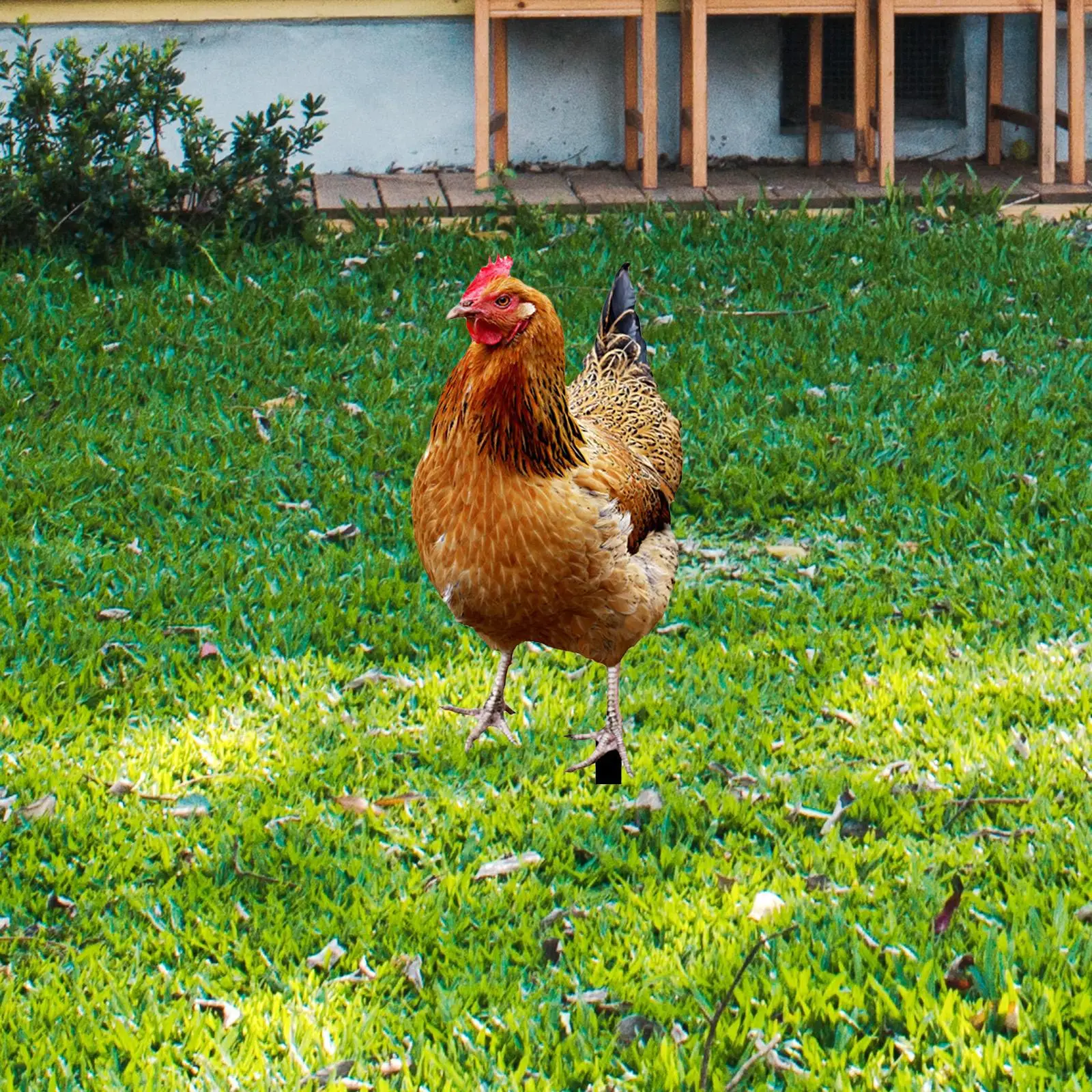 Farmhouse Hen Yard Decoration Metal Garden Stake Animal Ornament for Outdoor Backyard Pathway Gift
