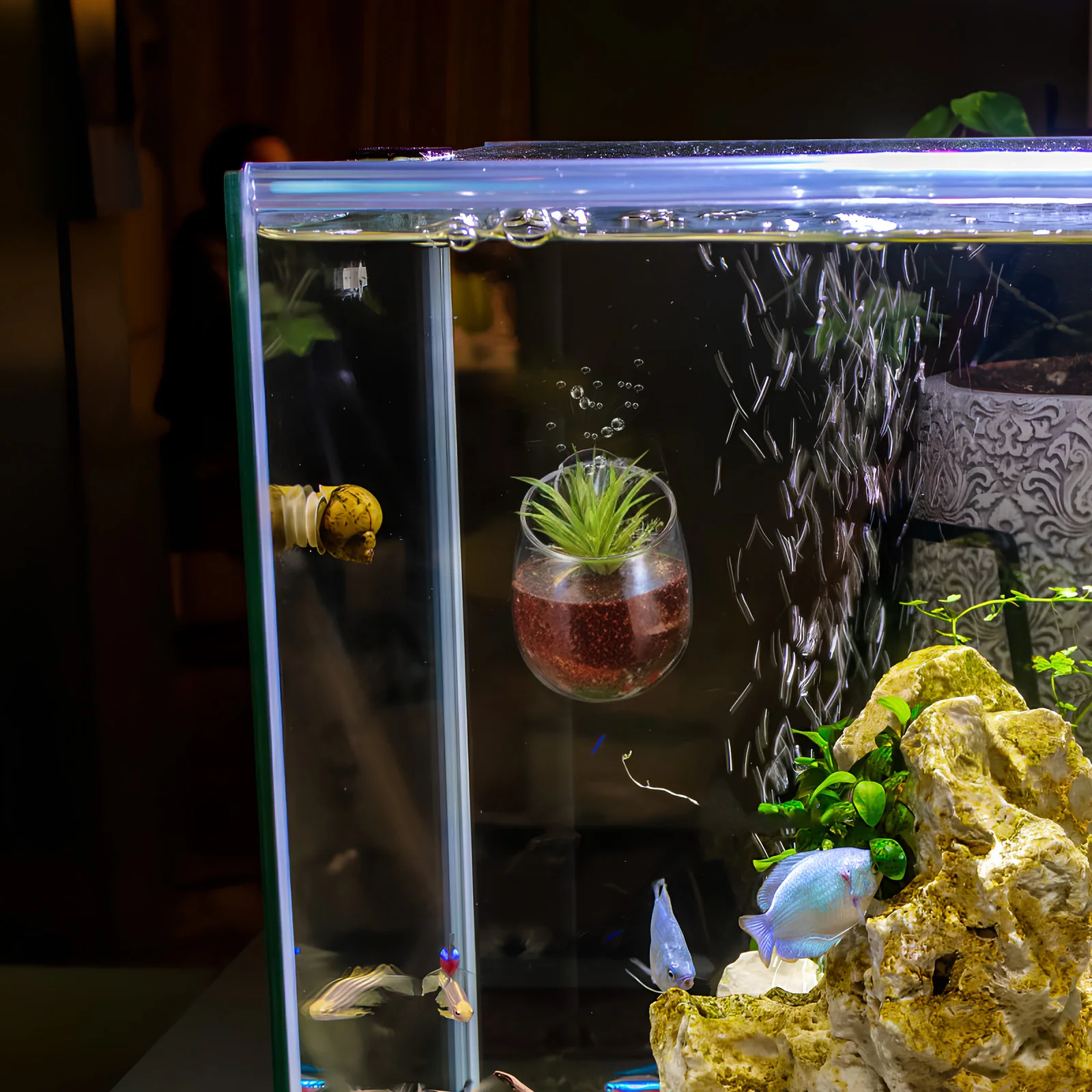 

2Pcs Aquarium Planter Cups Water Landscape Decor Transparent Glass Holder for Aquatic Plants Fish Tank Accessories