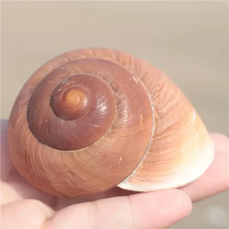 

New Bread Snail Snail Aquarium Fish Tank Landscaping Scallop Fish Hermit Crab Home Decoration Natural Shell