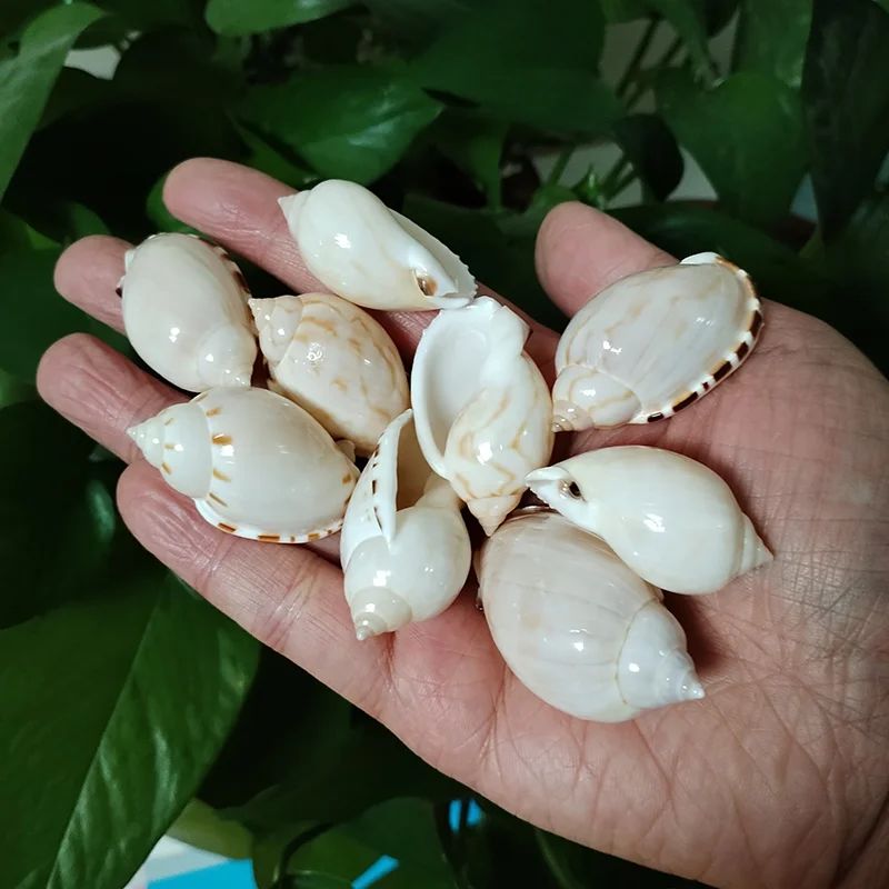 5 PCS Natural Casmaria Erinaceus Sea Shells Pretty Egg Shape Shell For Beach Decoration Collection
