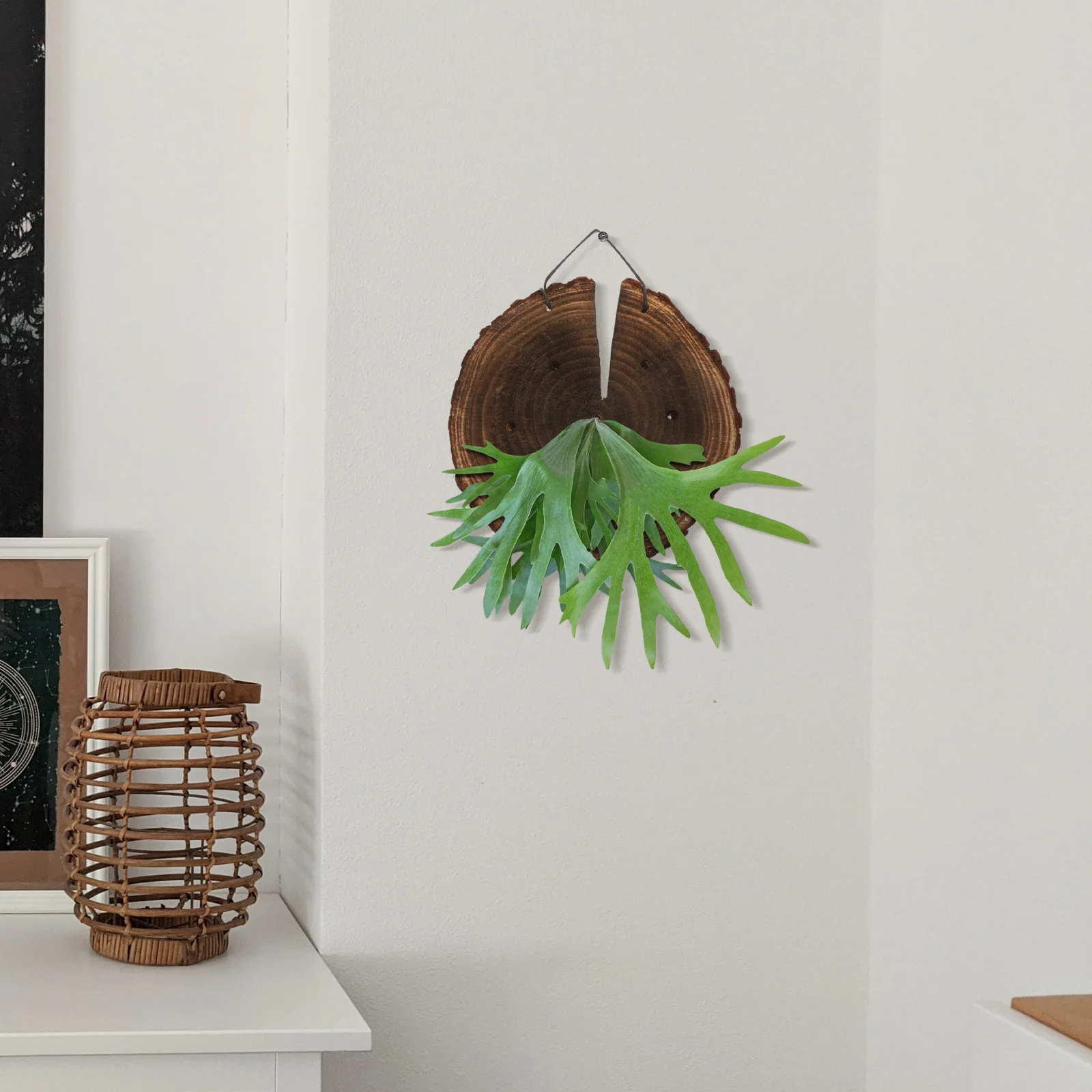

Staghorn Fern Wall Hanging Home Decor Wood Hanging Planters For Home Wall Planter Indoor Garden Decor Wooden Plant Holder