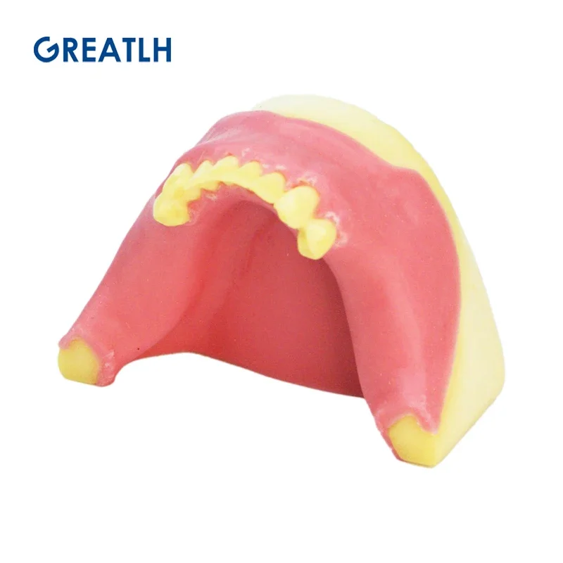 Dental Maxillary Sinus Lifting Exercise Model Dental Implant Practice Model for Practice Teaching Dental Instrument