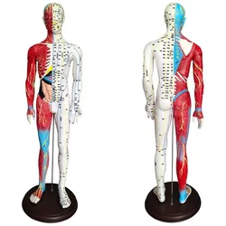 60cm Acupuncture Muscle Anatomical Male Model Meridians for Acupuncturists Professionals Training Teaching Education Supplies