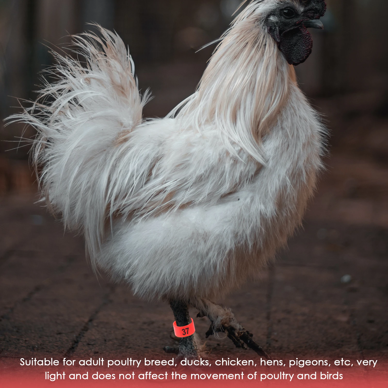 

100 Pcs Pigeon Foot Ring Canaries Chicken Leg Bands Numbered Bird Rings-numbered Birds