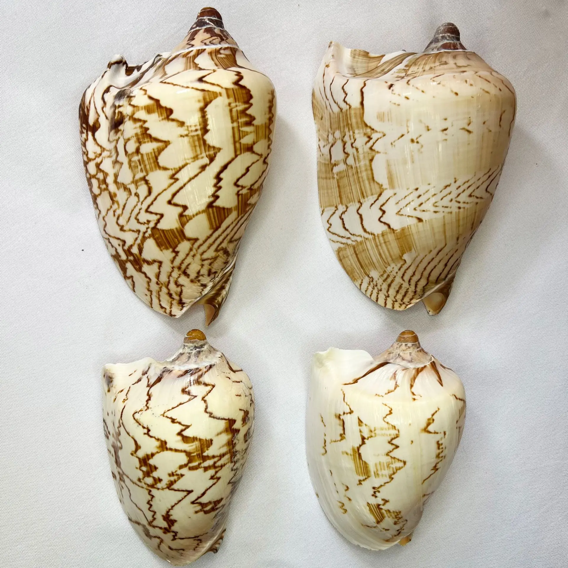 Natural Neritina Shell - Landscape Snail, Home Decor Display, Marine Specimen Collection, Aquarium Landscape Ornament, Water Tan