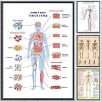 Structure Diagram Human Body Poster Bedroom living room study & beyond self adhesive decor + perfect gift