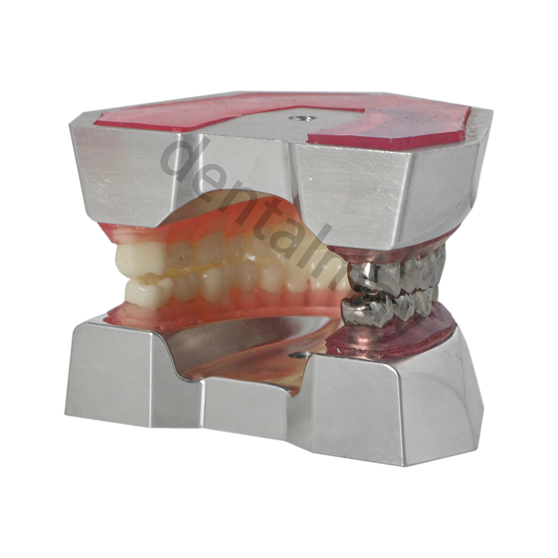 Dental Typodont Preparation Model Essential Training Tool for Practice M8028 32 Detachable Teeth