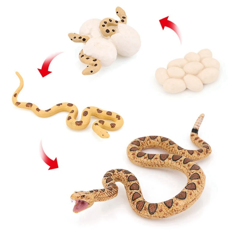 2X Realistic Animal Life Growth Cycle Biological Model Toys Snake Growth Cycle Biological Model Rattlesnake Growth Cycle