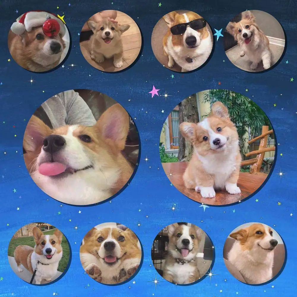Corgi-Hund Runde Snap-in Broschen Rockband Anstecknadeln Abzeichen Fan-Kollektion Accessoires Schmuck Handgemachte Geschenke