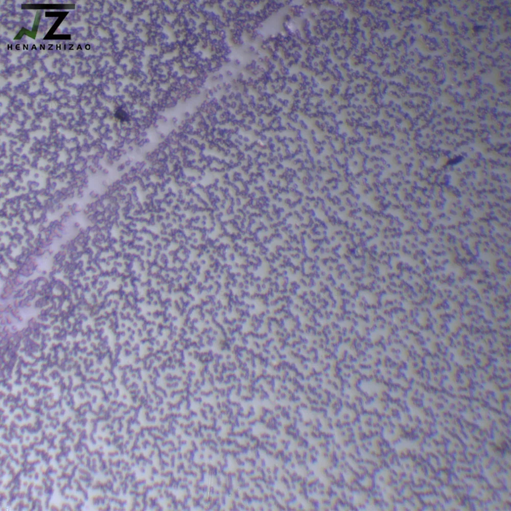 Plasmodium Vivax Smear Parasitology Microscope Prepared Slides Manufacturer