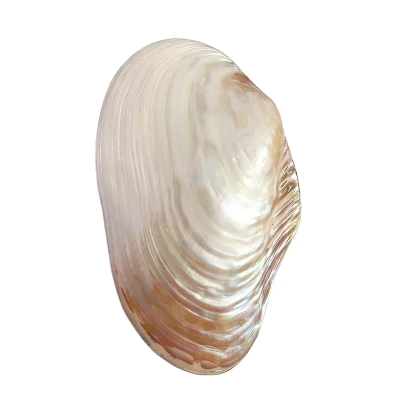 Natural Conch Shell Extra Large Pearl Oyster Glossy Double-sided Clam Shell Creative Collection Ornaments