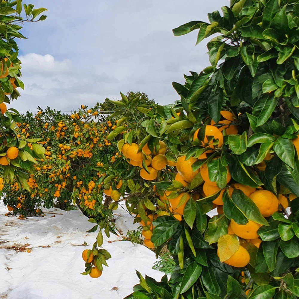 Jeju أقصى حلاوة Tyvek الحصاد المبكر اليوسفي 4.5 كجم 9 كجم