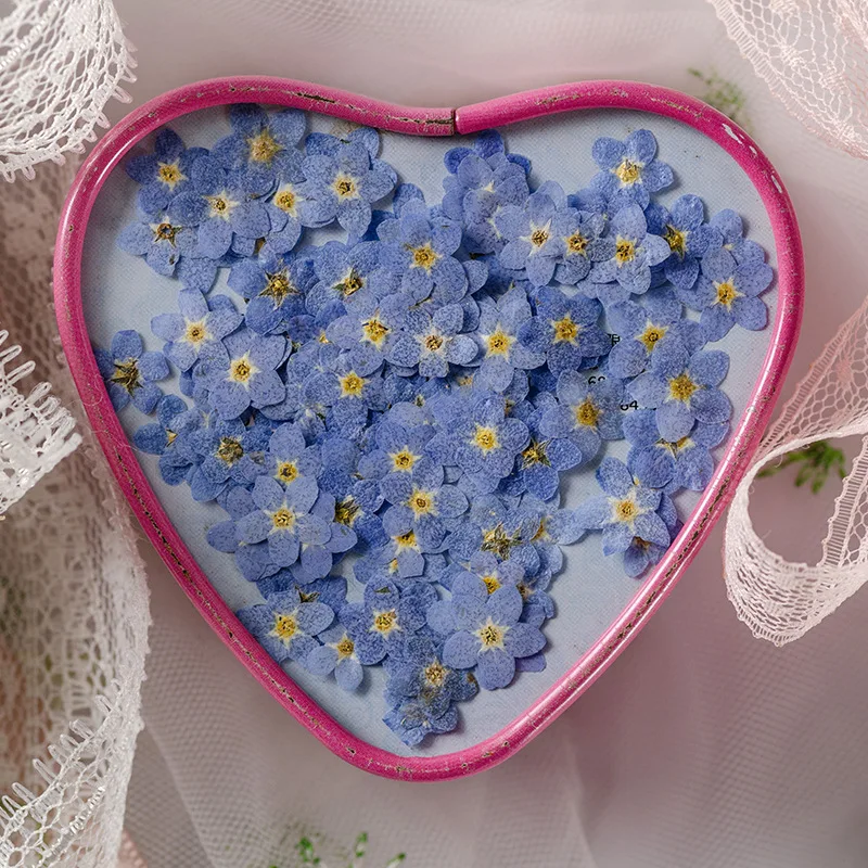 Set de 12 piezas de flores secas de olvido-no-me-olvides para relleno de moldes de resina epoxi, pegatinas de flores para arte de uñas DIY, decoraciones para tarjetas y fundas de teléfono