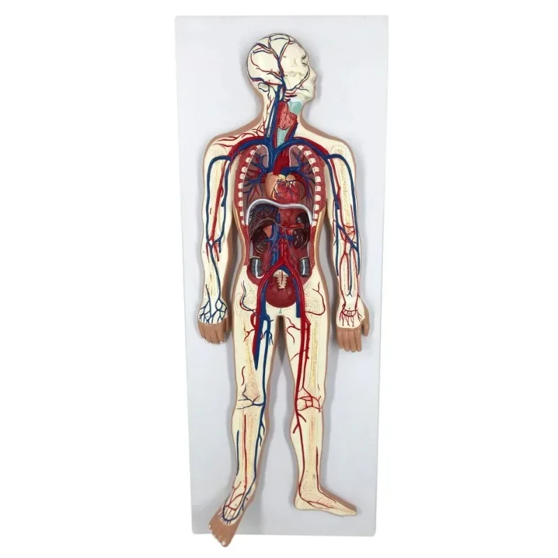 

Human Circulatory System Model Heart Visceral Blood Vessels Organ Anatomy Model Hospital School Teaching Tool