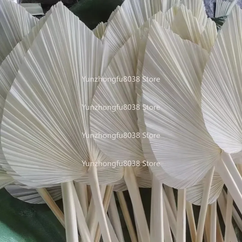 Fleurs de vente chaudes, feuilles de palmier séchées pour famille/événements/mates/décorations et Bouquets