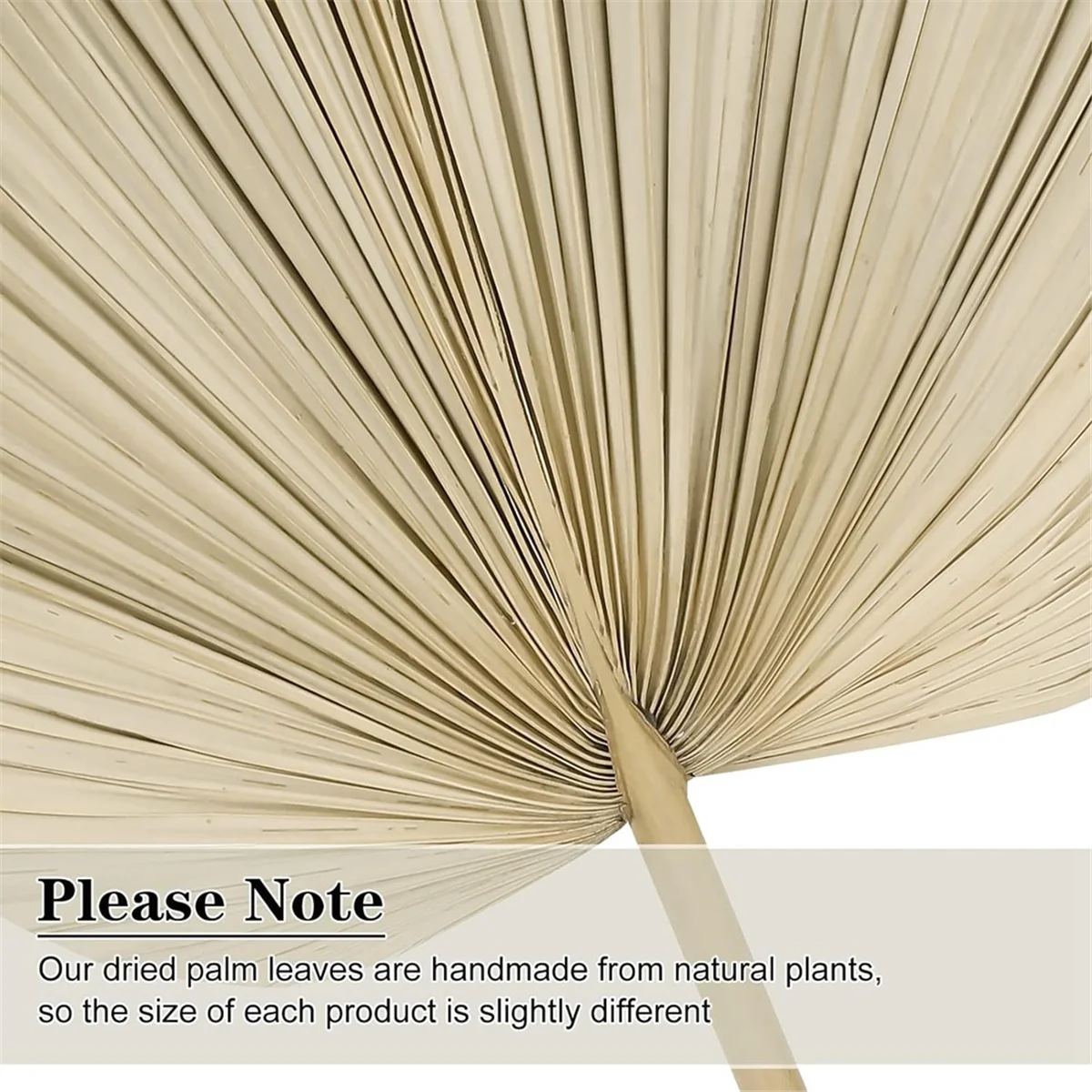 Meilleurs 6 pièces feuilles de palmier séchées ventilateurs de palmier séchés naturels, grande lance pour décor de mariage Boho, décoration de feuilles de palmier tropicales S