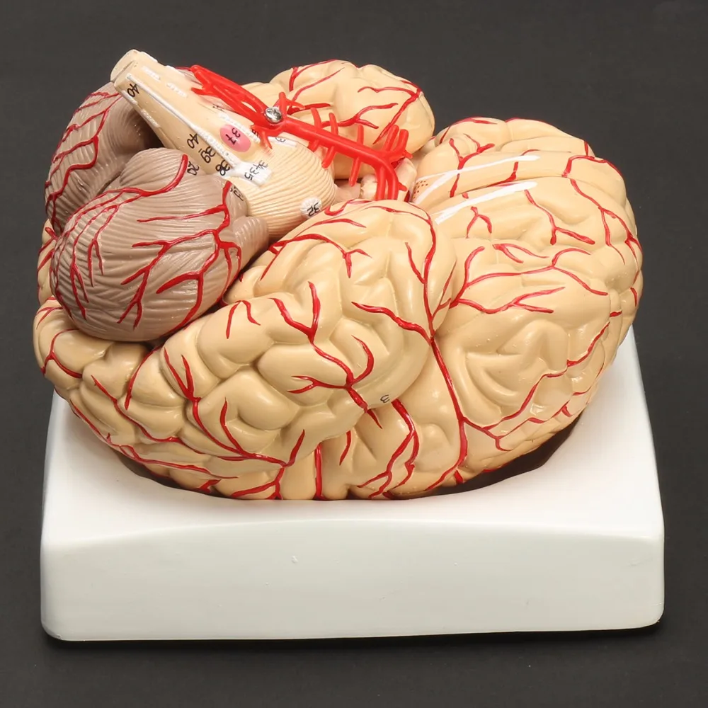 Human Life Size brain anatomy model Medical Set 8 Parts Budget Brain Arteries Model Anatomy