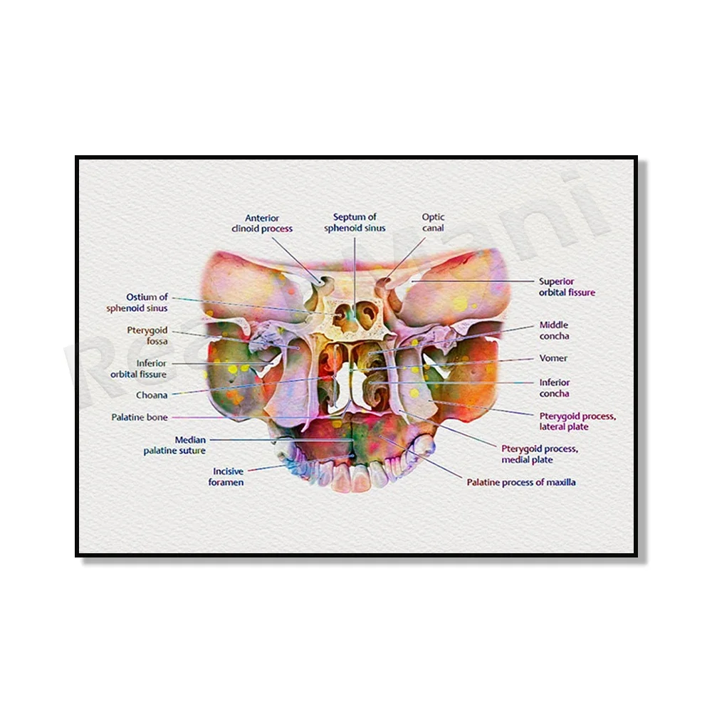 Dental anatomy poster, alveolar bone structure print, gift for orthodontist, tooth development diagram, tooth decoration