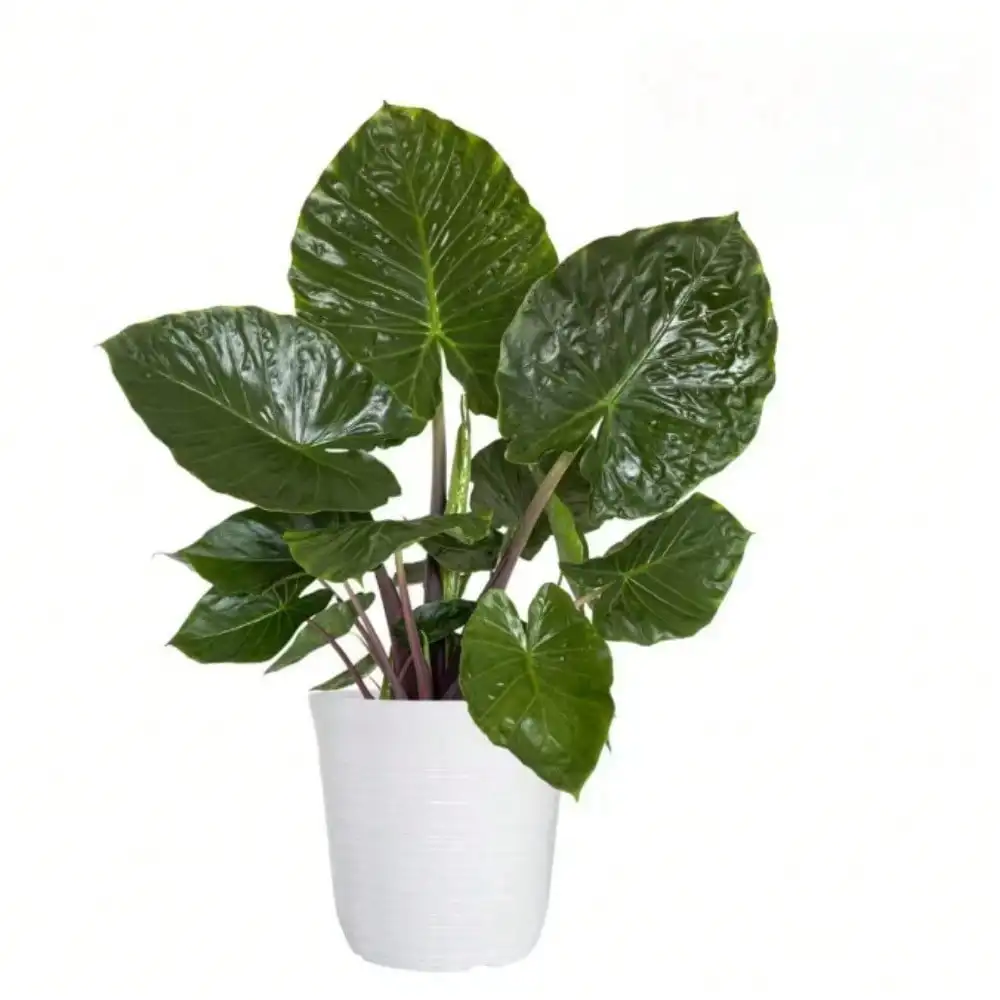 12 بوصة. نبات Alocasia Metalhead في وعاء ديكور أبيض، نبات داخلي سهل العناية للمكاتب والأرفف وديكور المنزل أو المكتب #4