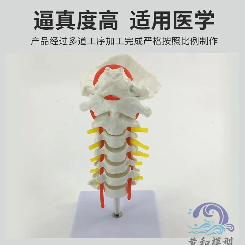 Cervical Spine With Carotid Artery, Posterior Occipital Bone, Intervertebral Disc And Neural Teaching Model, Lumbar Spine, Skele