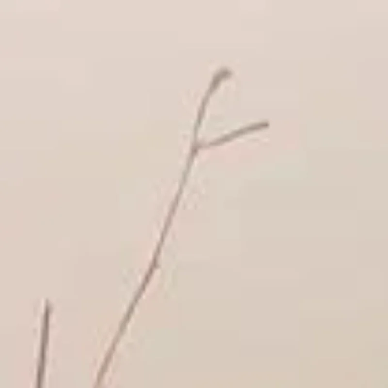 

1Pcs Multi-Function Lotion Sunscreen Ointment Applicator Long Handle Body Cleaner Shower Brush Sunscreen Back Applicator