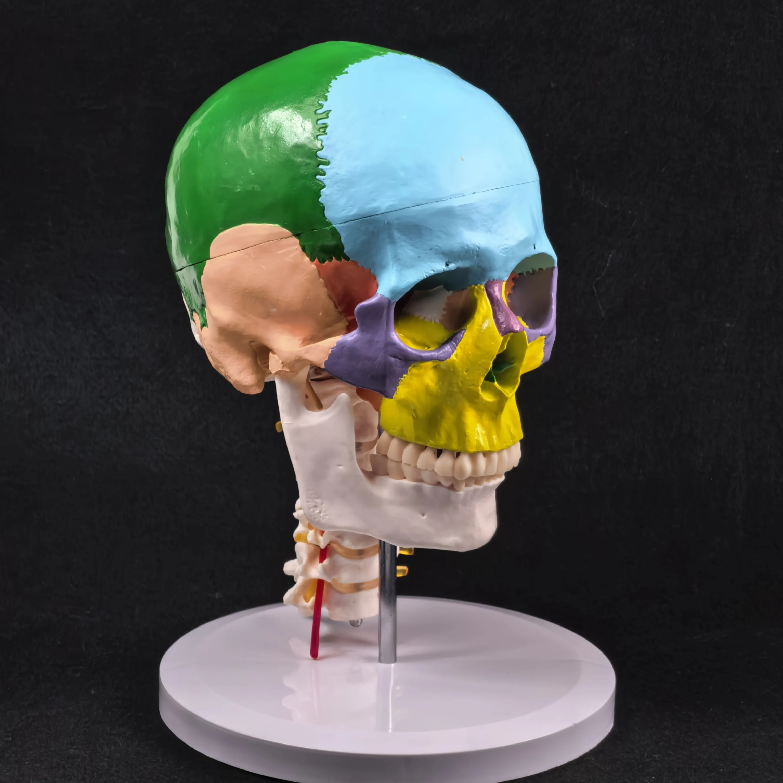 PVC Life Size Colored Function Human Skull Cervical Vertebrae with Nerves Anatomical Didactic Models Natural High QC