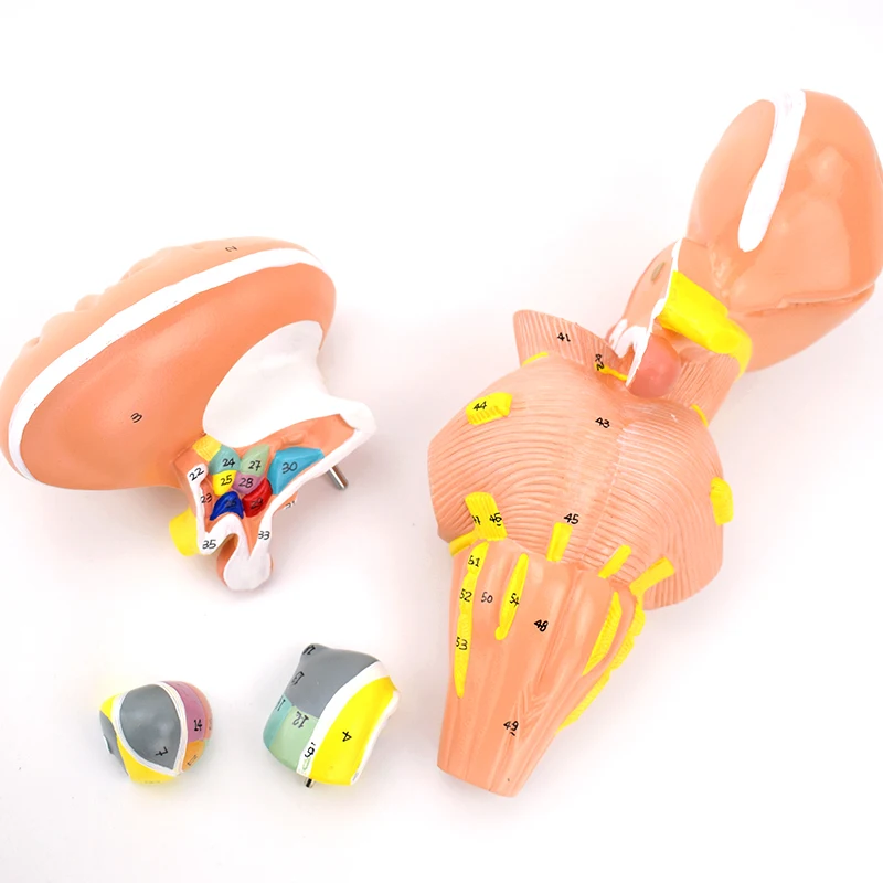 Brainstem Mesothalamic Nucleus Model Human Brain Thalamus Brain Anatomy Nervous System