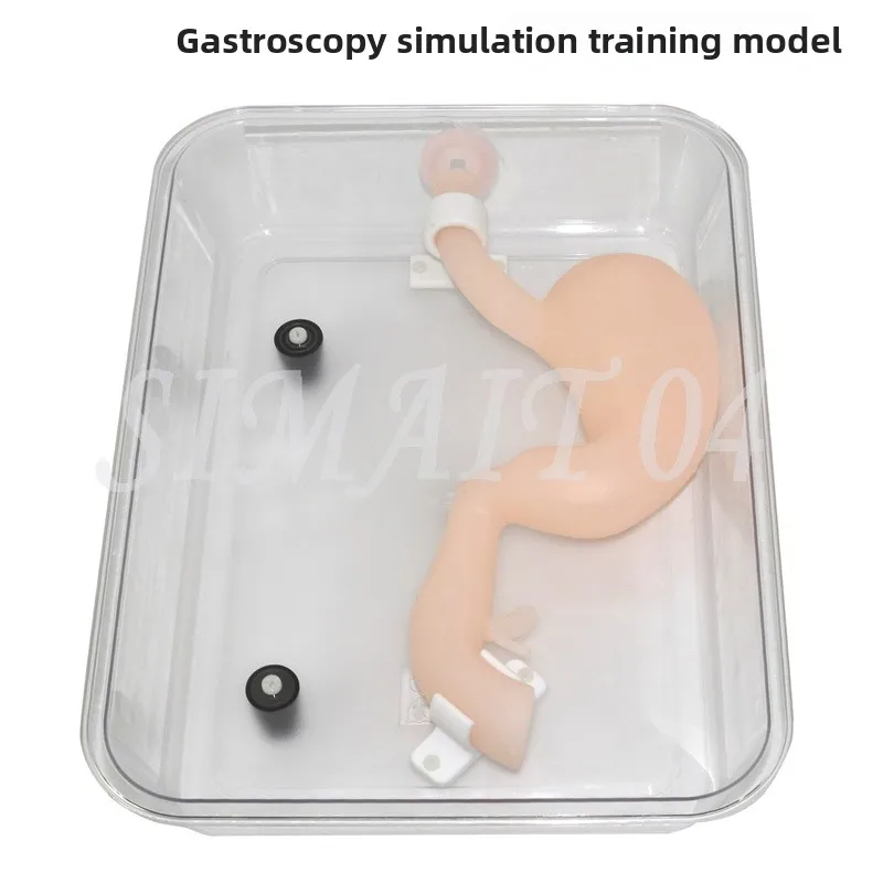 Gastroscopic surgery training model High simulation simulated stomach model ercp Gastroscope training