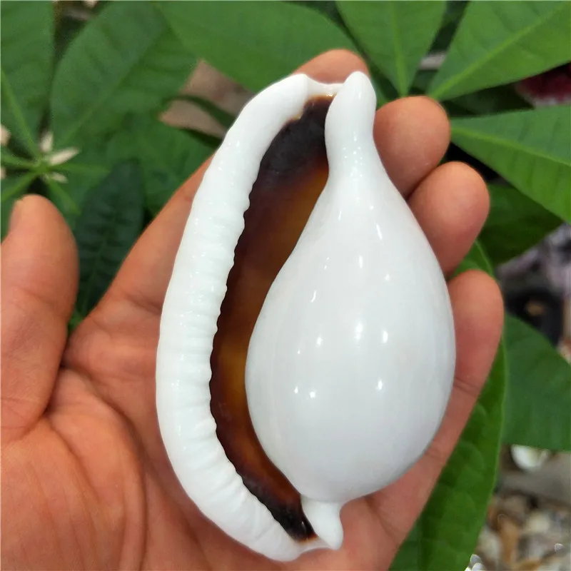 Natural conch and shell Fish tank weddingdiy Creative home decoration White Rabbit snail Sea rabbit snail