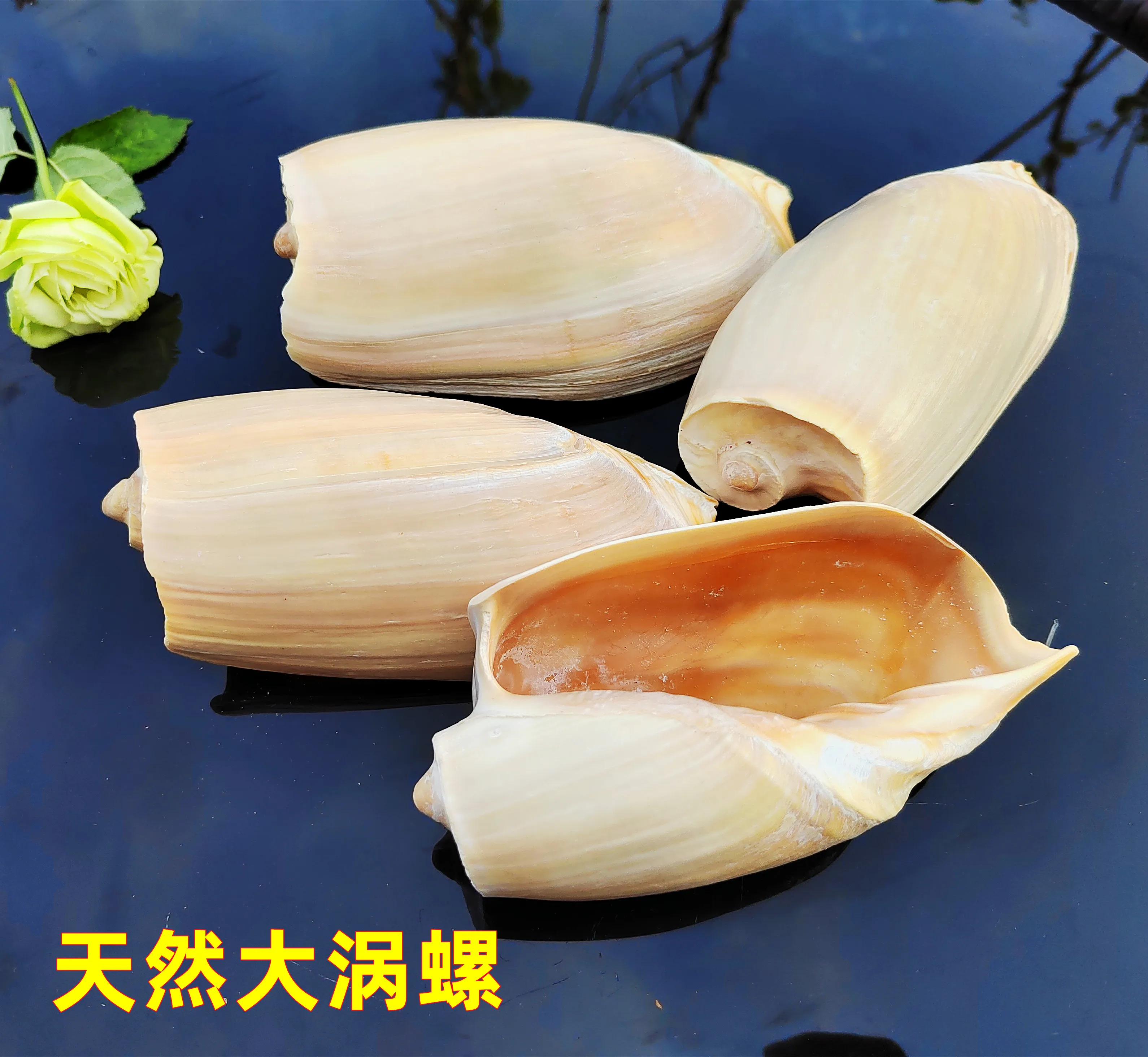 Natural Sea Conches: Giant Volute, Indian Volute, Hebrew Volute, Plain Volute - Creative Ornaments, Specimen Collection