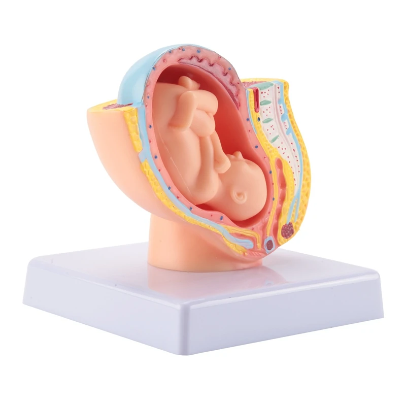 Top-Human Pregnancy Fetal Development 9Th Month Embryonic Pelvic Model Fetus Foetus Pregnancy Anatomy Of The Placenta Model