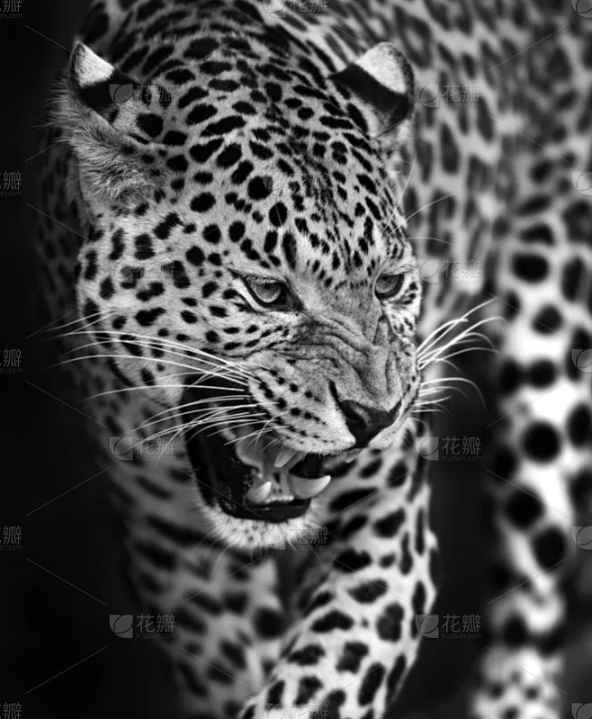 

Система ременных передач 3.2/5.0 для радиоуправляемых краулеров 1/10 Axial SCX10 и SCX10 II 90046, детали для тюнинга и DIY-проектов