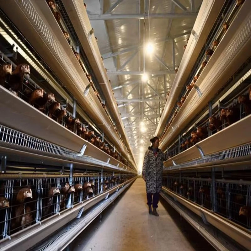 New Automatic H/A-Type Anti-rust Hot Dip Galvanized Steel Chicken Cage for Commercial Layer Hens