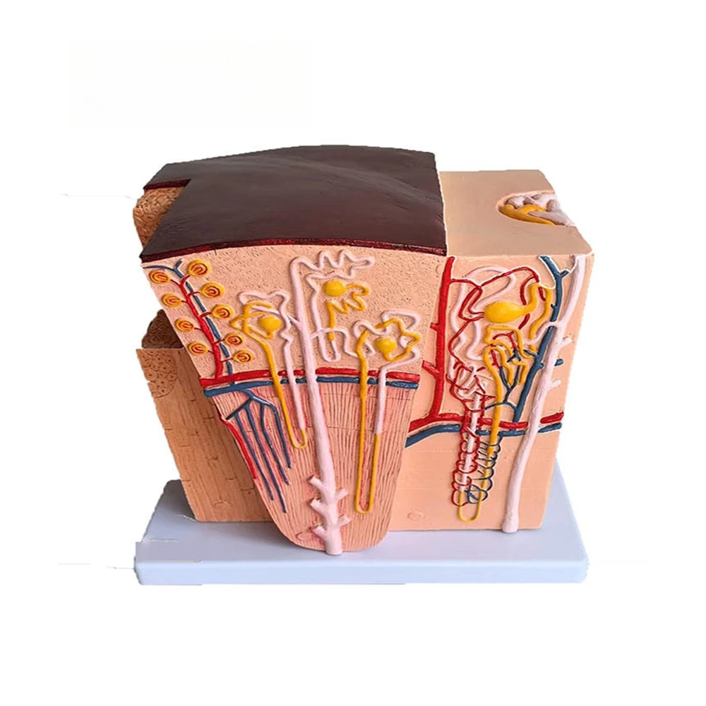 YL-2507 Human Kidney Anatomy Model Medical Science Teaching Stereoscopic Model